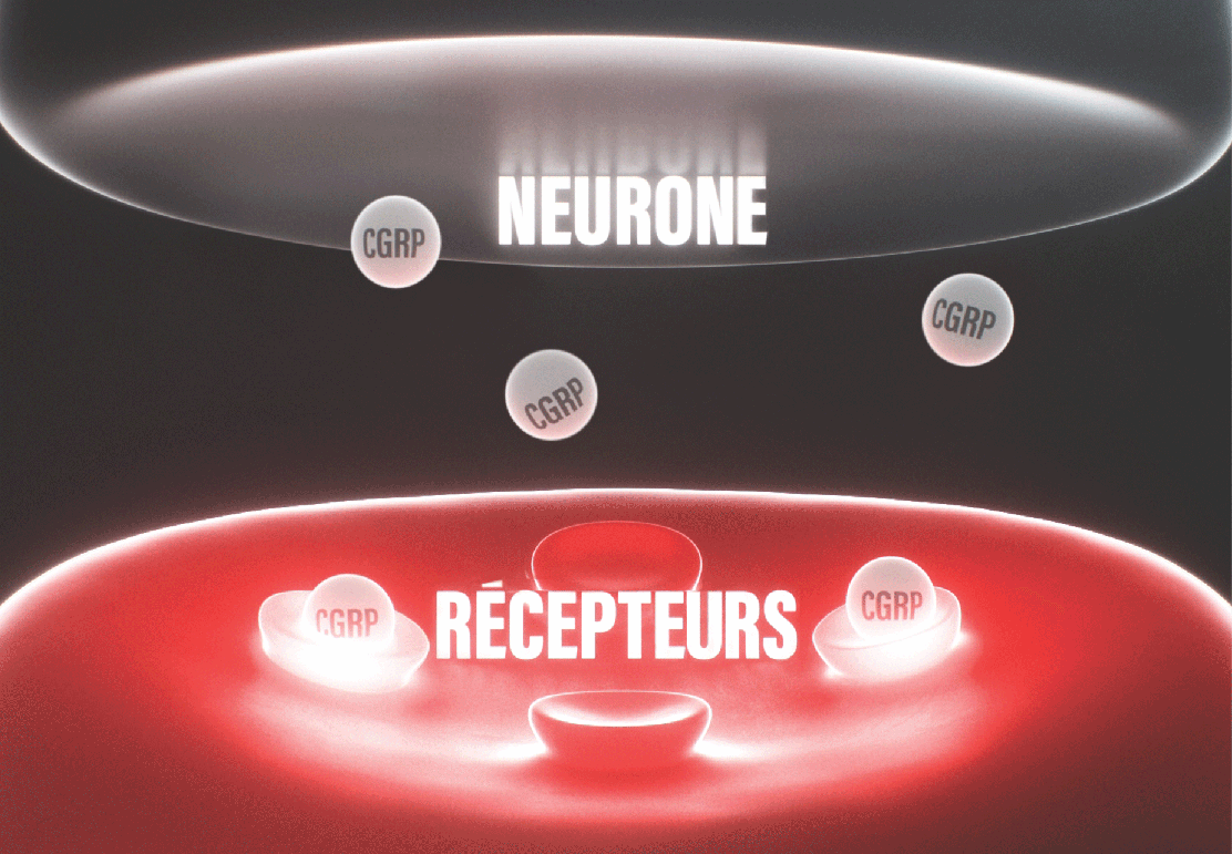 neuron receptors